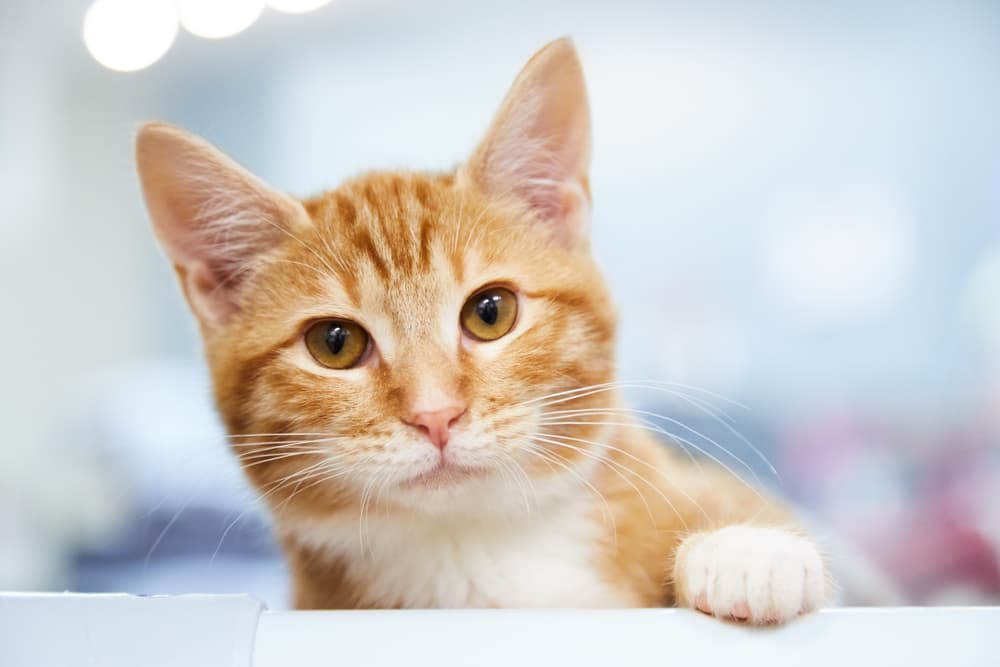 Cute orange cat