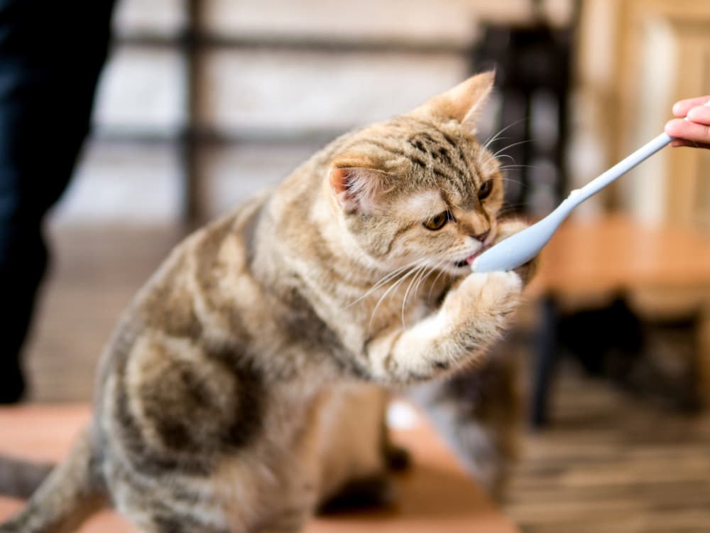 Feeding cat from spoon
