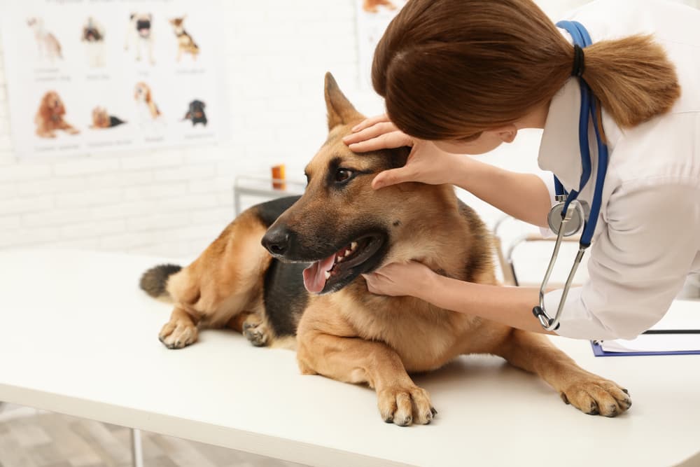 Veterinarian looking at German Shepherd