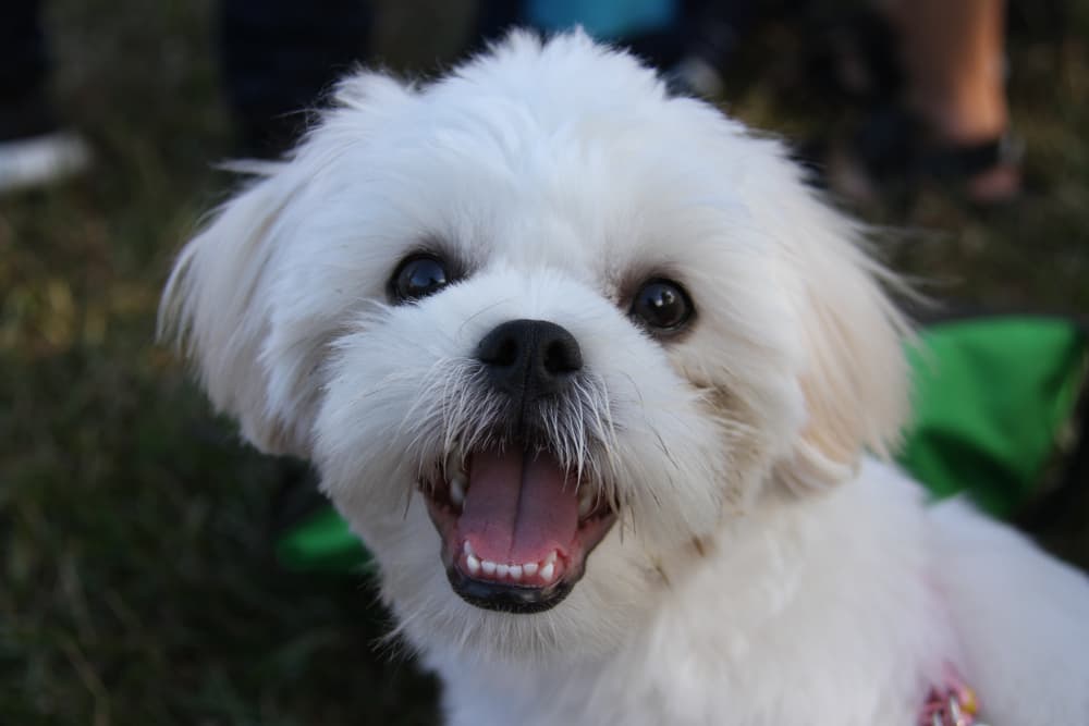Picture of happy Shih Tzu