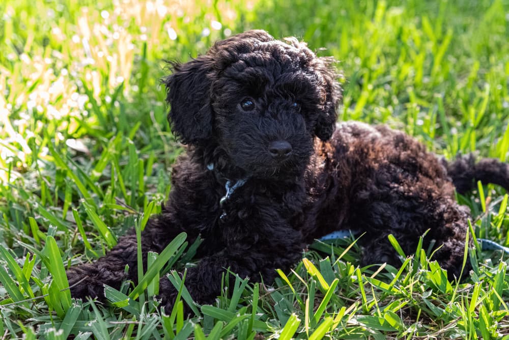 Black Schnoodle puppy