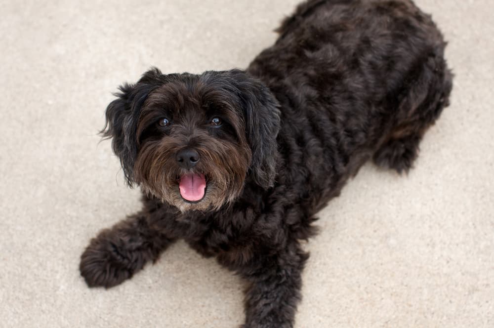 Black Schnoodle smiling