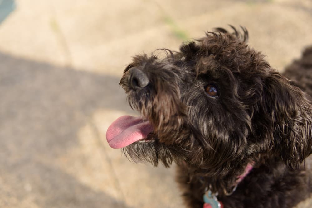 Schnoodle dog looking for forever home