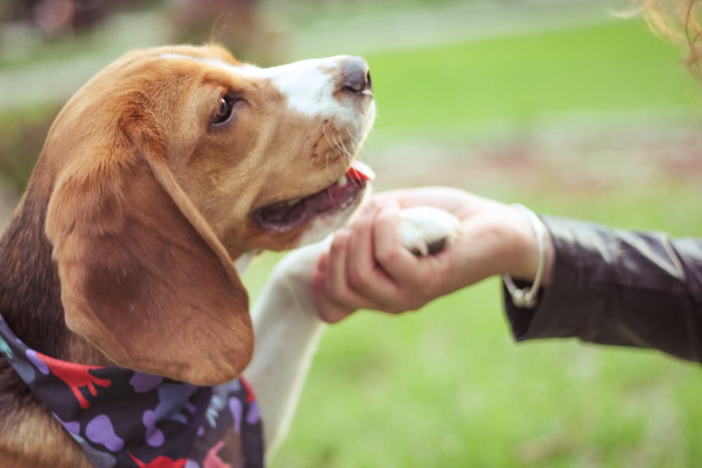 training Beagle