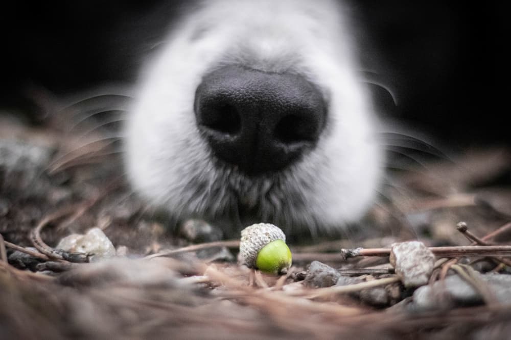 Border Collie sniffing acorn