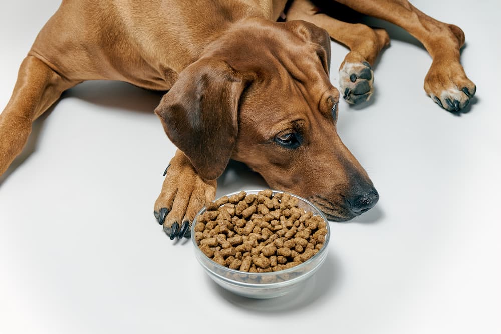 4 Reasons Your Dog is a Picky Eater (and How to Help) 4 Reasons Your Dog is a Picky Eater (and How to Help)