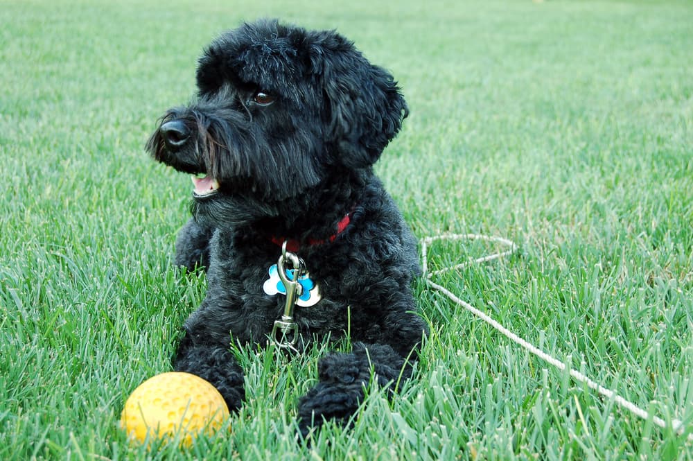 Schnoodle dog playing ball