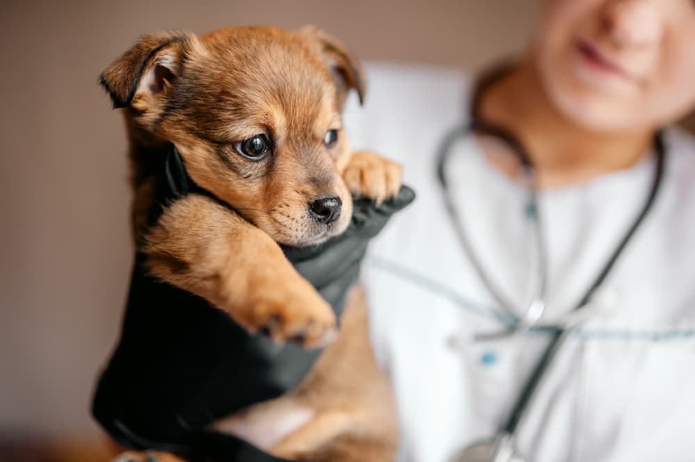 Puppy being examined at vet