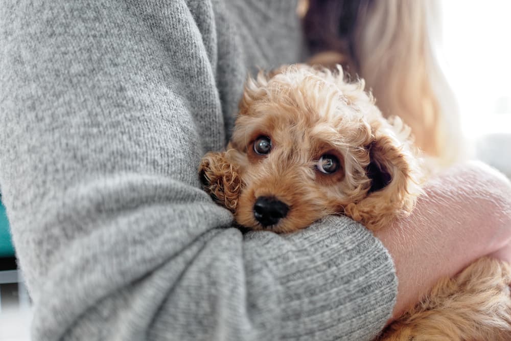9 Designer Poo Dog Breeds 9 Designer Poo Dog Breeds