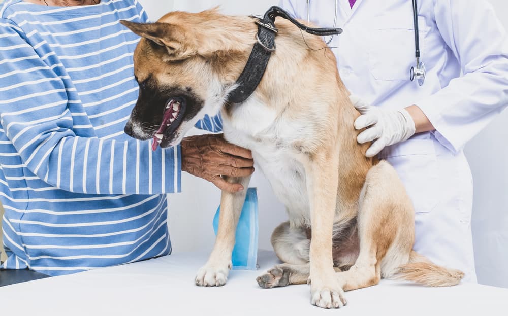 Dog at veterinarian getting an exam