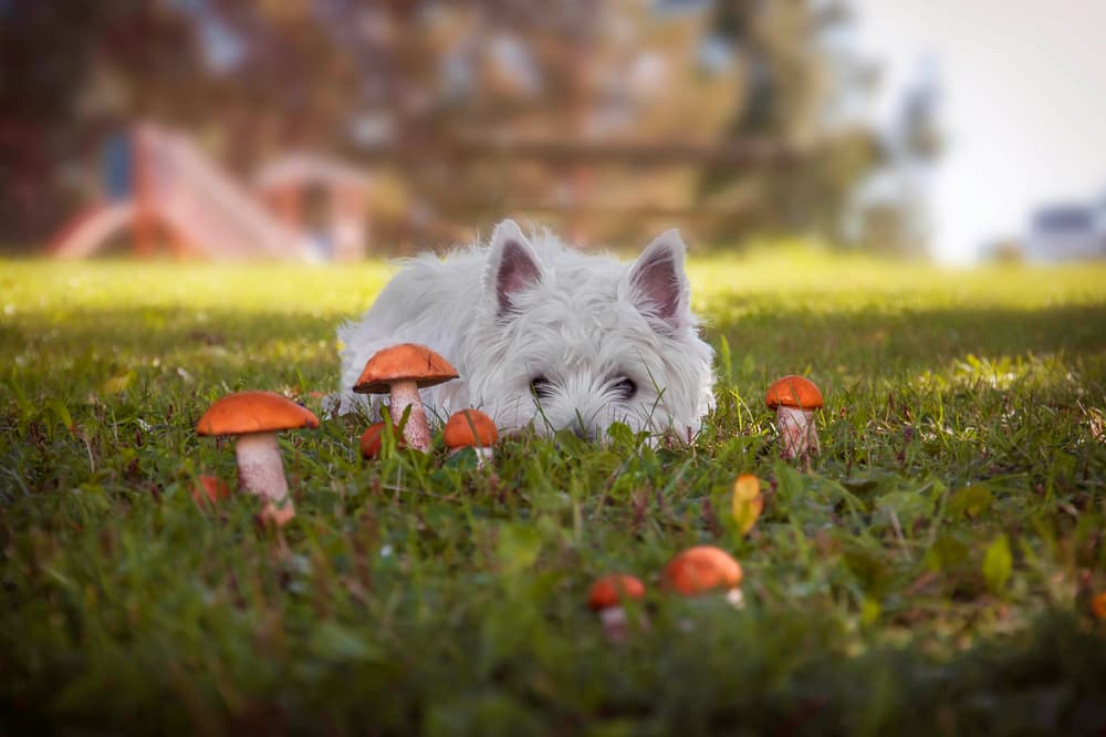 Dog in grass looks at mushrooms