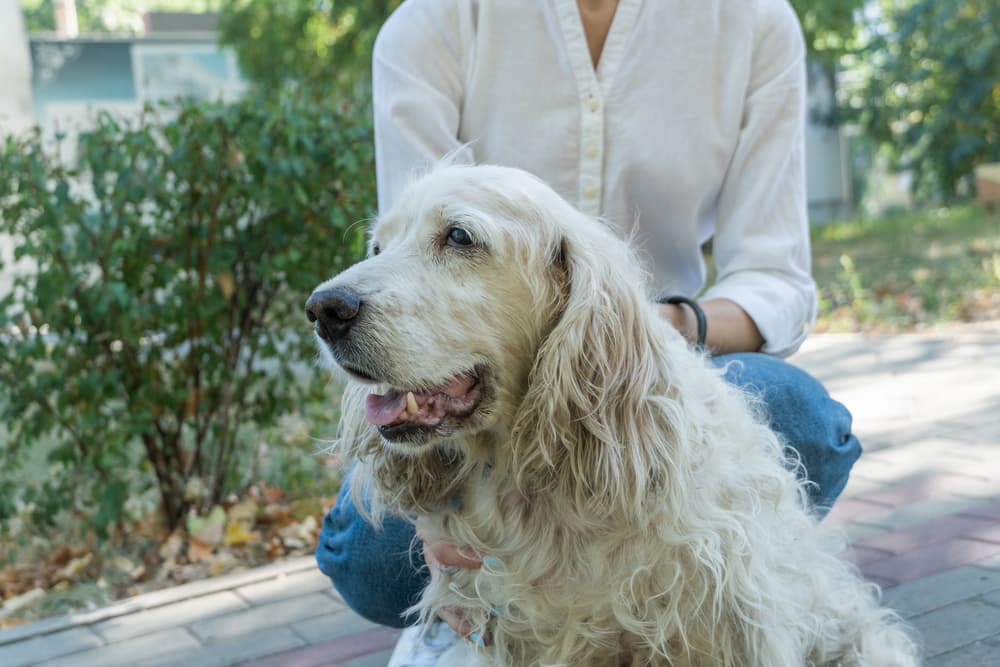 Dog Skin Cancer: Types, Signs, and Treatment Dog Skin Cancer: Types, Signs, and Treatment