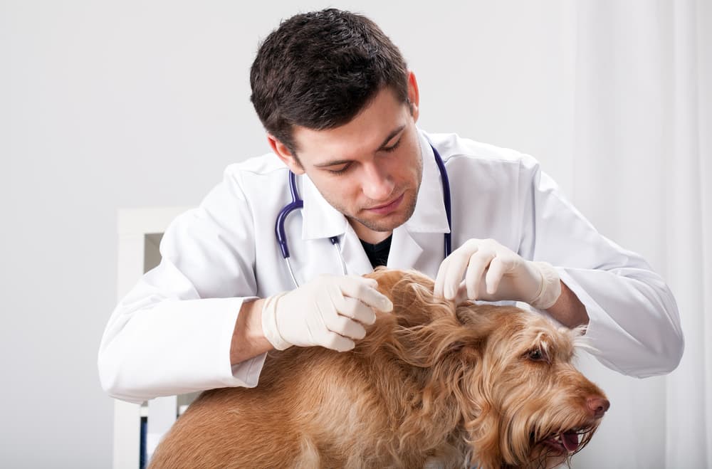 Veterinarian treating dog lice