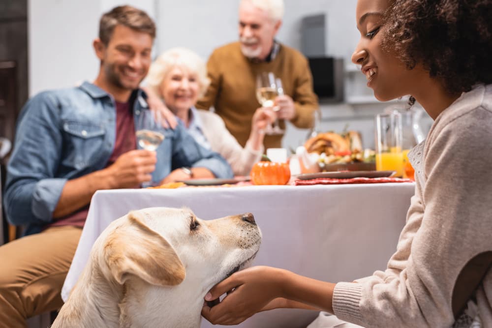 Girl pets dog at holiday table