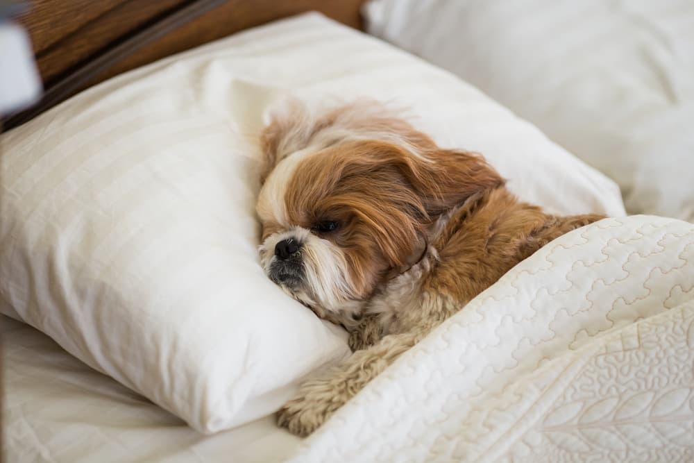 Sick Shih Tzu dog in bed