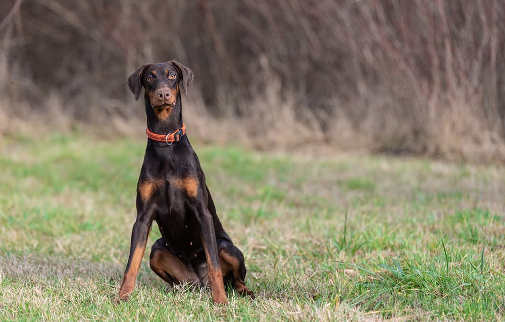 Doberman dog sitting in grass