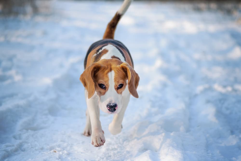 Beagle walking in cold snow