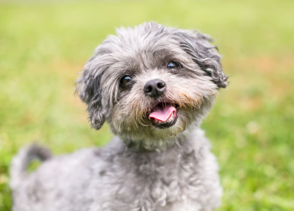 Grey Shih Tzu dog