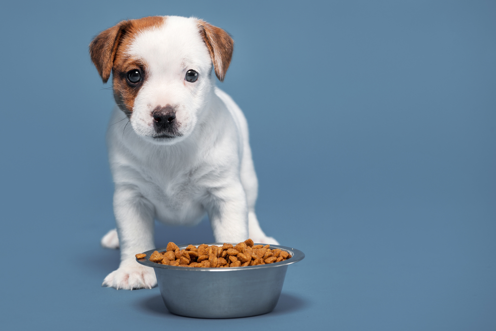 puppy over bowl