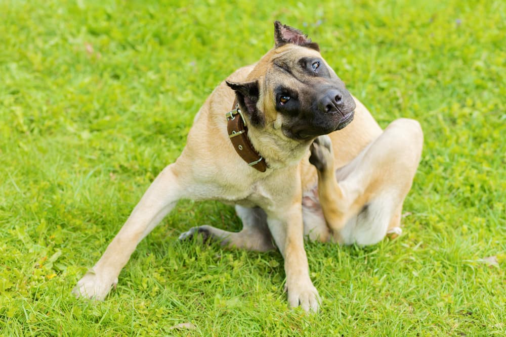 Can Dogs Get Lice?