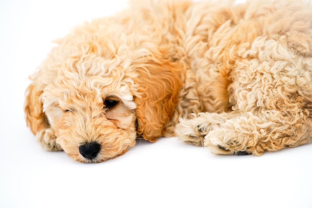 Tan Schnoodle puppy