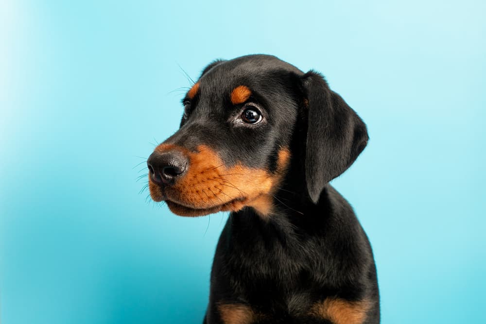 Doberman puppy on blue background