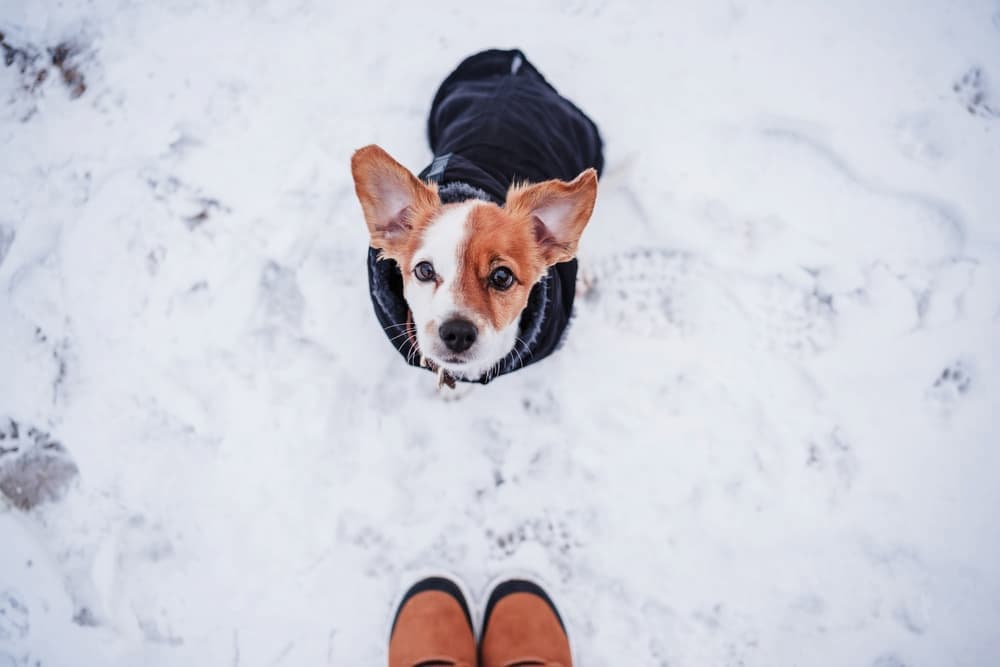 Dog Frostbite: 7 Signs and How to Prevent it