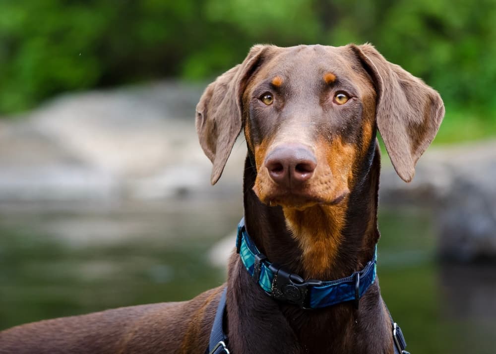 Doberman dog on hike