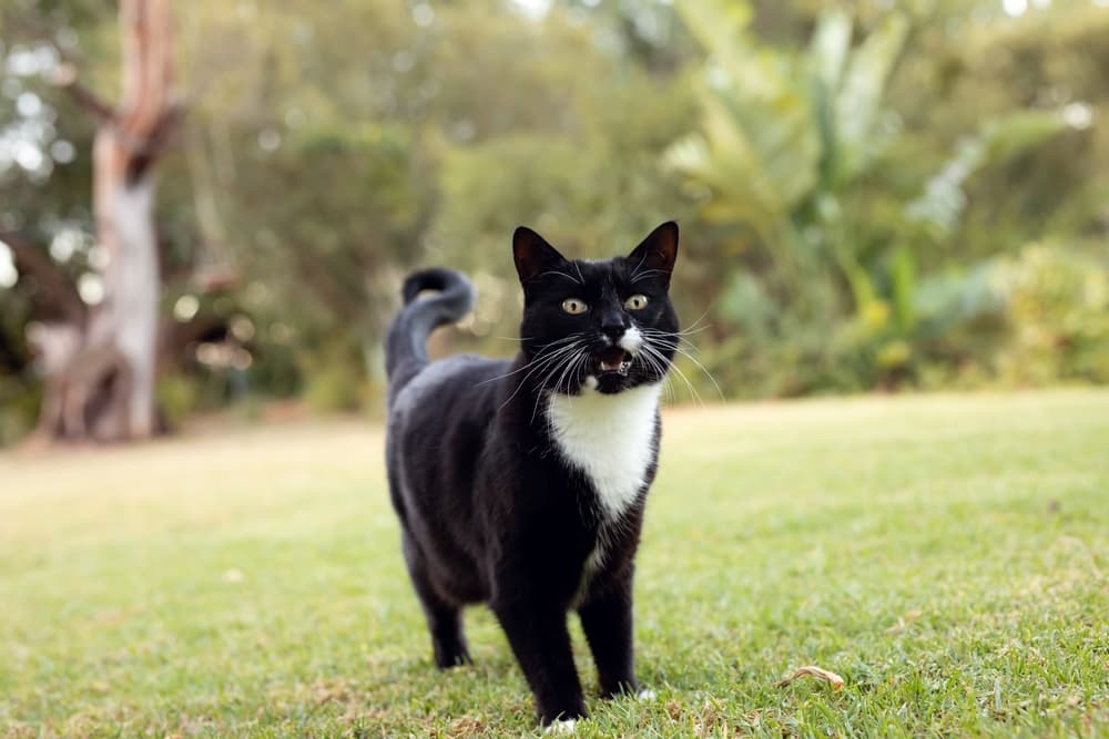 Black and white cat outside