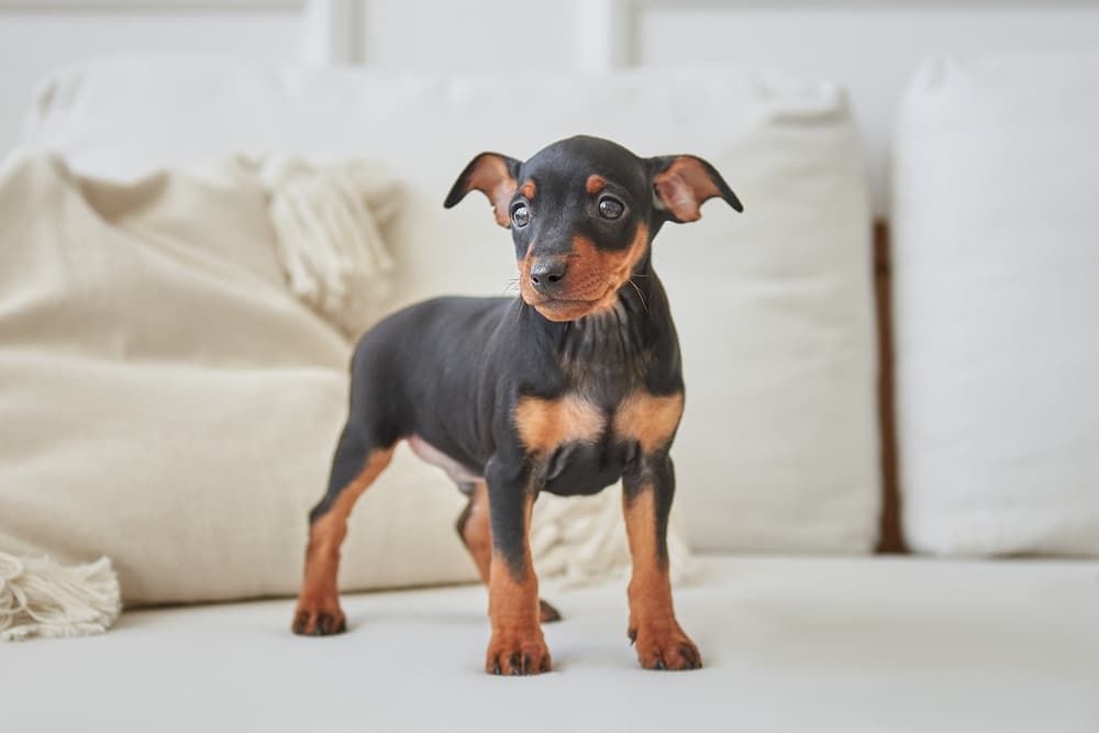 Doberman Pinscher puppy on sofa
