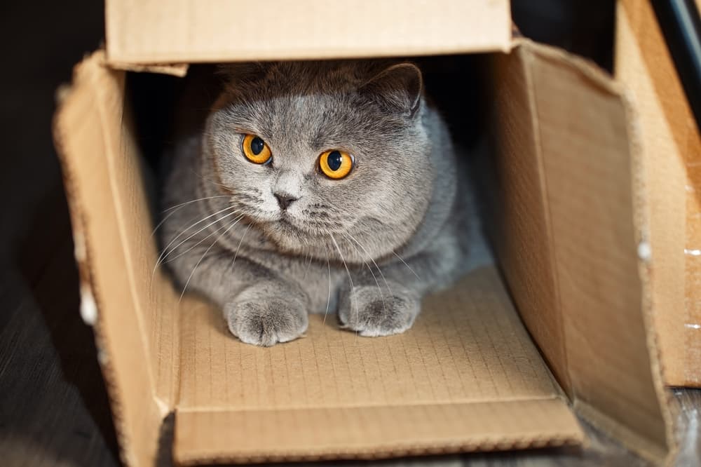 Big grey cat playing in box