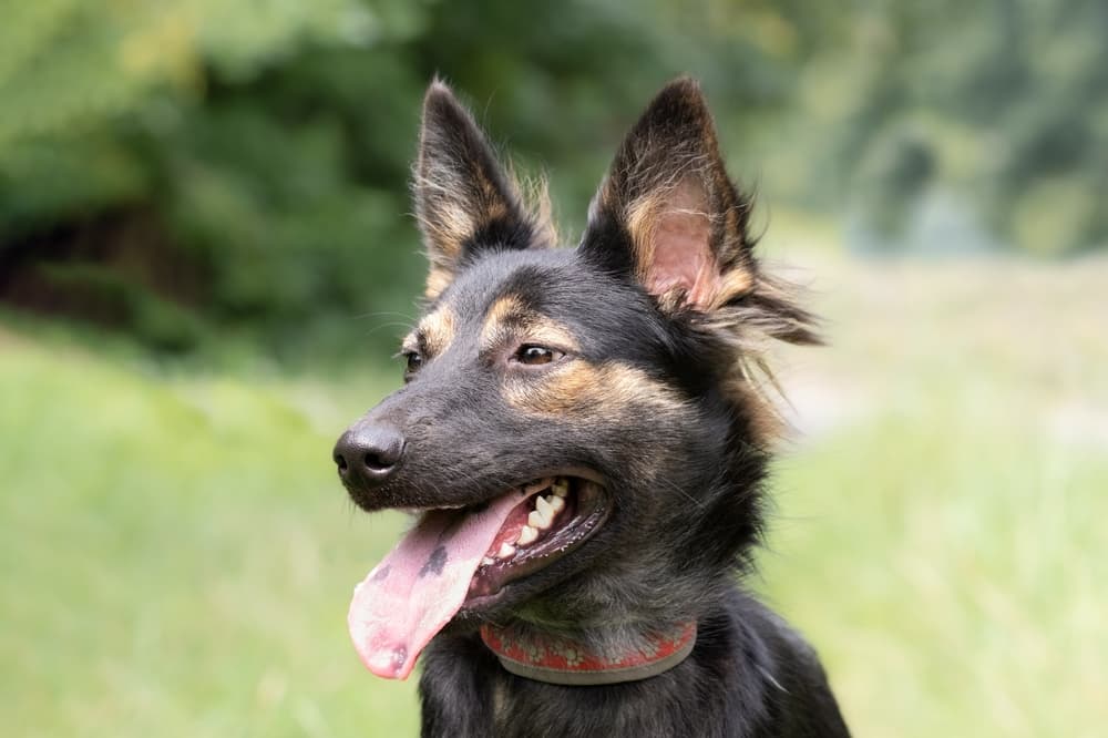 Dog with black spots on tongue