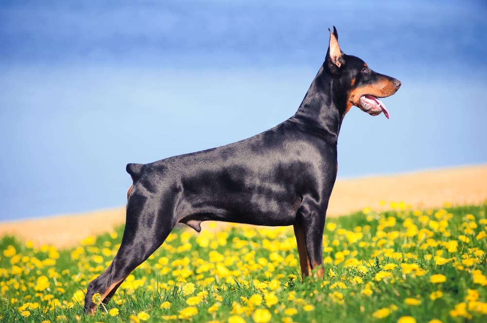 Doberman dog in flower field