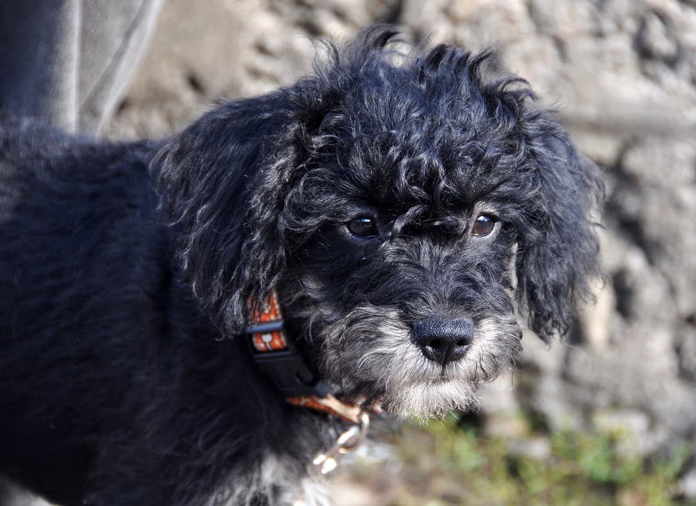 Cute Schnoodle dog with curly hair