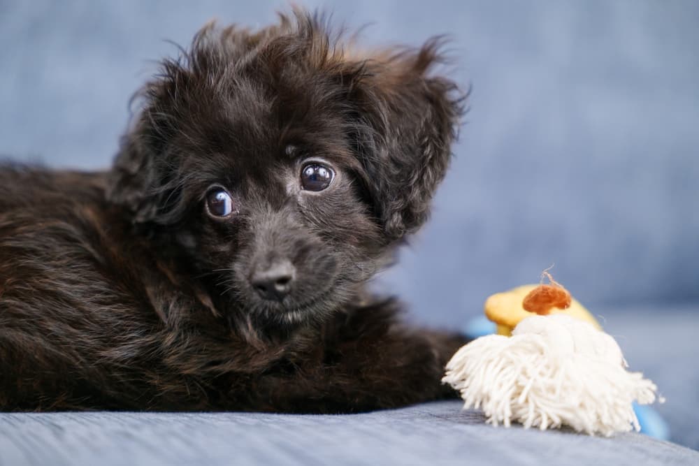 Doxiepoo dog