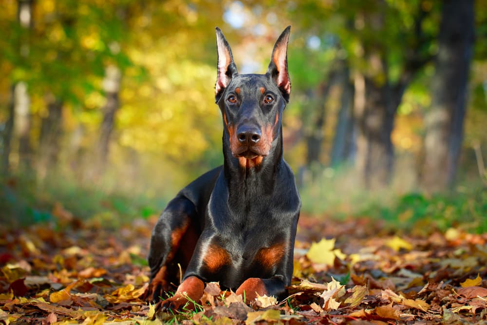 Doberman lying in fall leaves