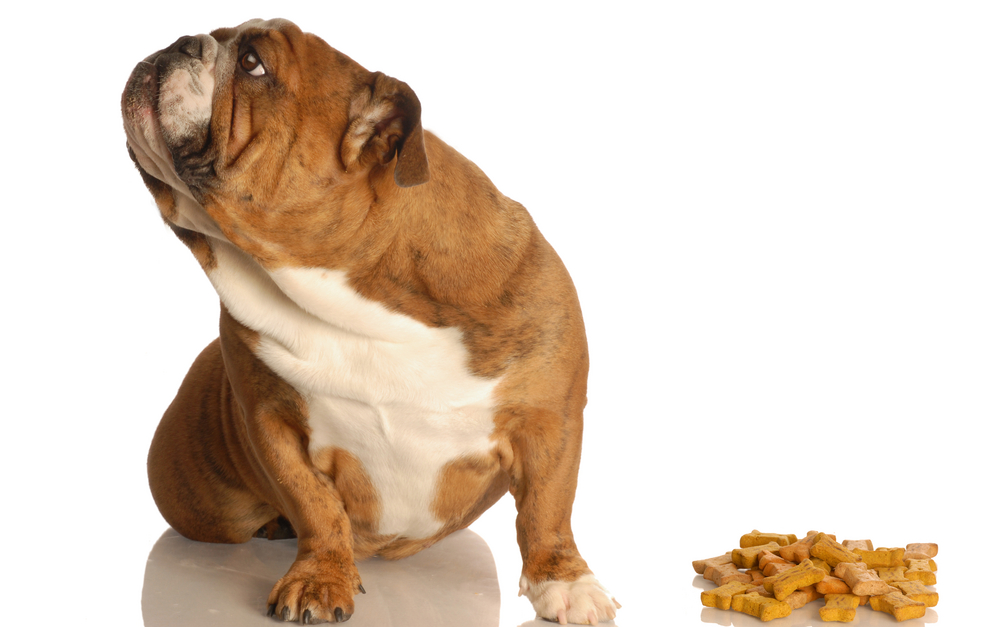 dog turning nose up to food