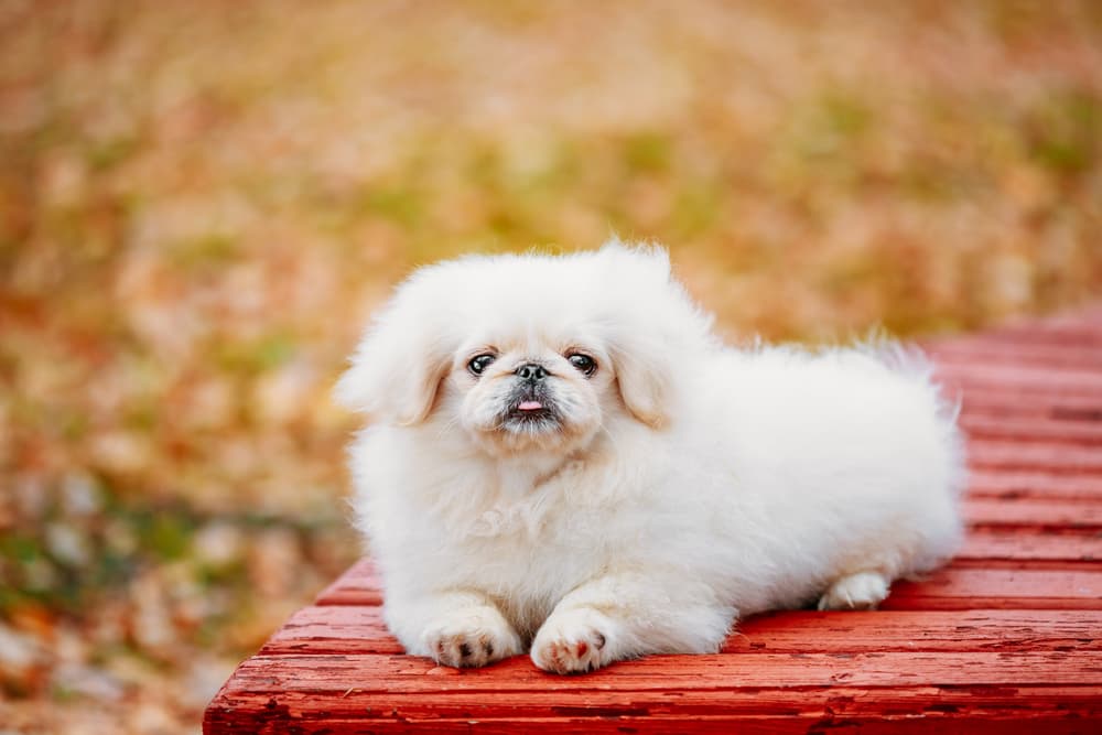 Pekeapoo dog breed