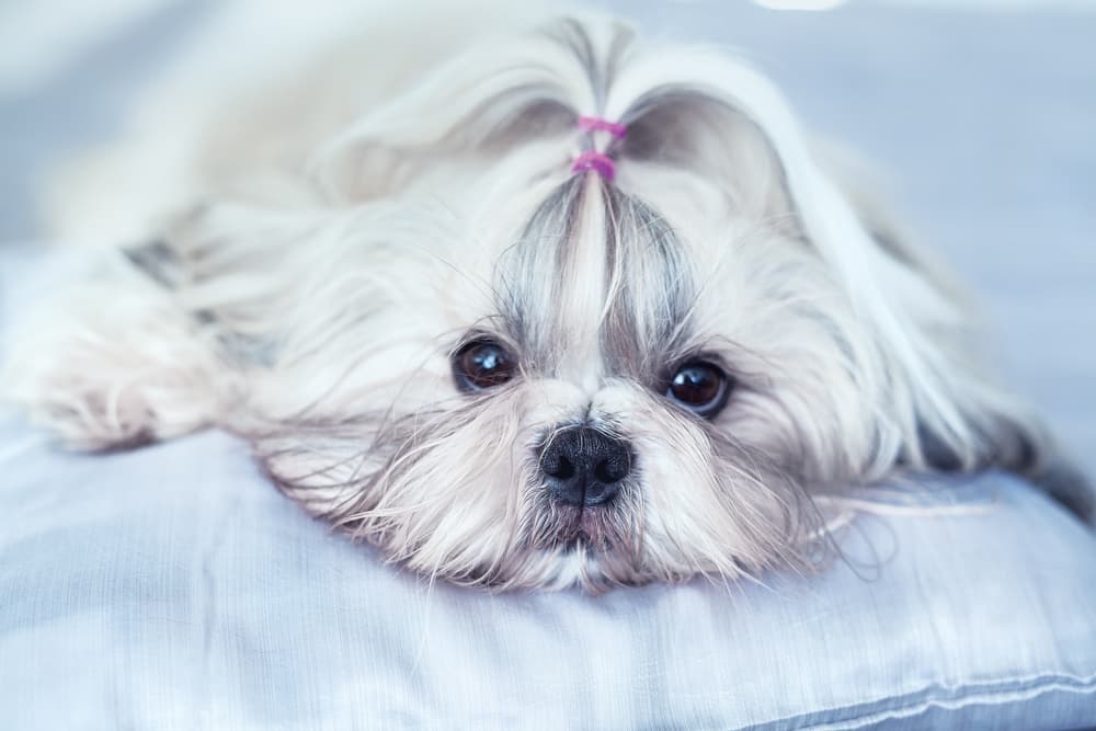 Regal Shih Tzu on bed