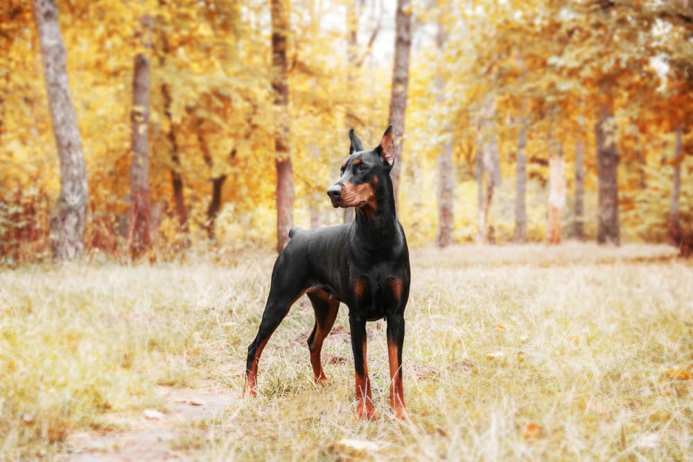 Doberman dog in autumn