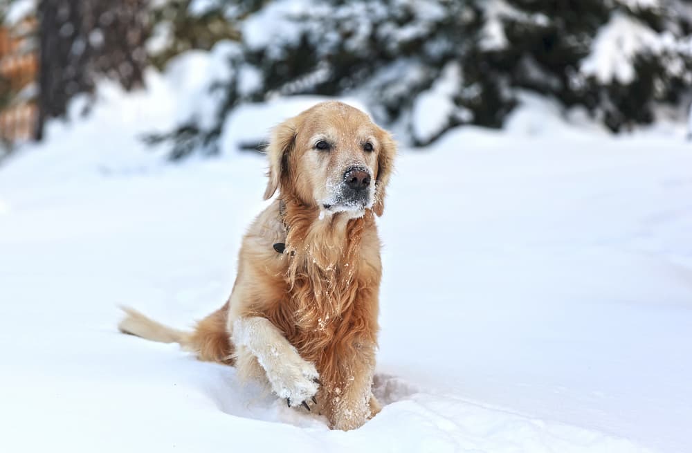 Golden Retriever lifts paw in snow