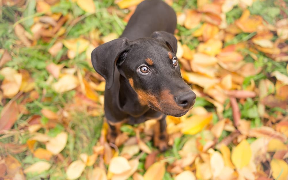 Doberman puppy on walk