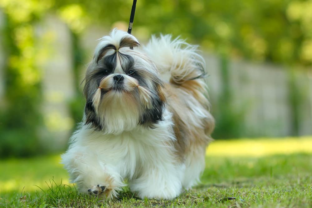 Long haired Shih Tzu on walk