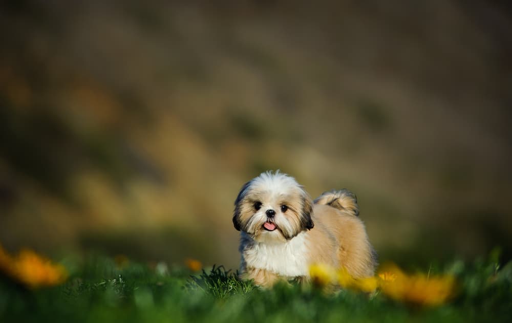 Cute Shih Tzu picture