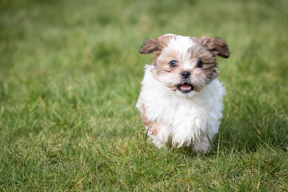 Shih Tzu puppy running in grass