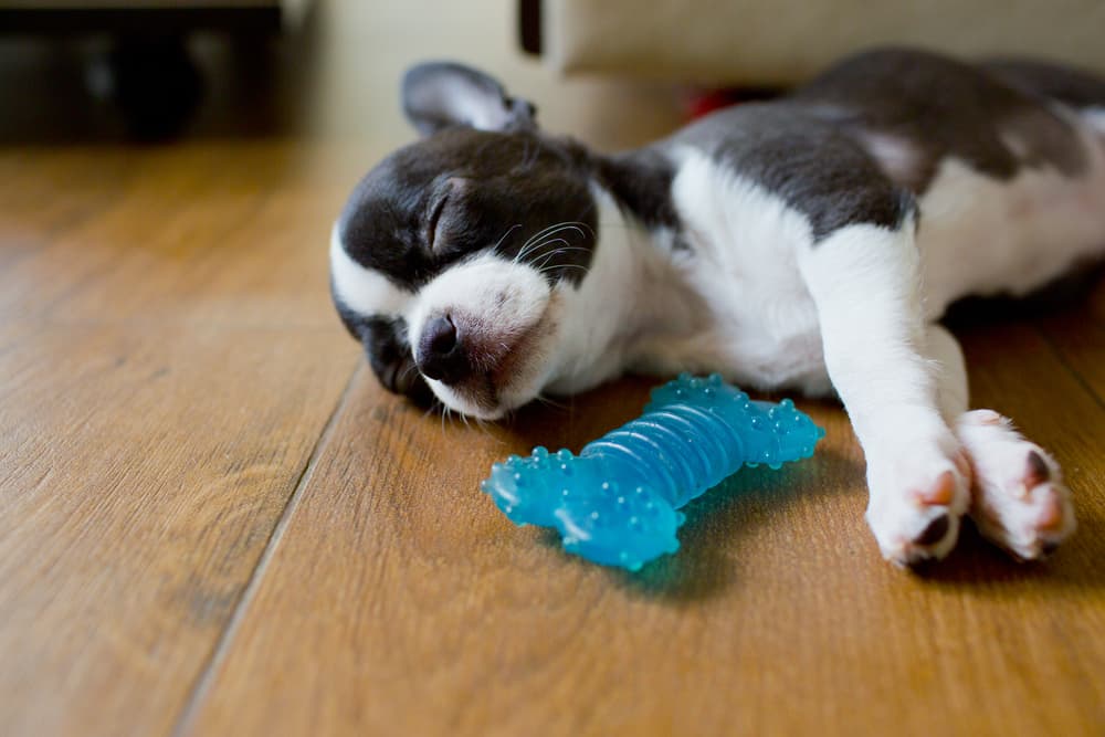 Why Is My Puppy Breathing Fast While Sleeping?
