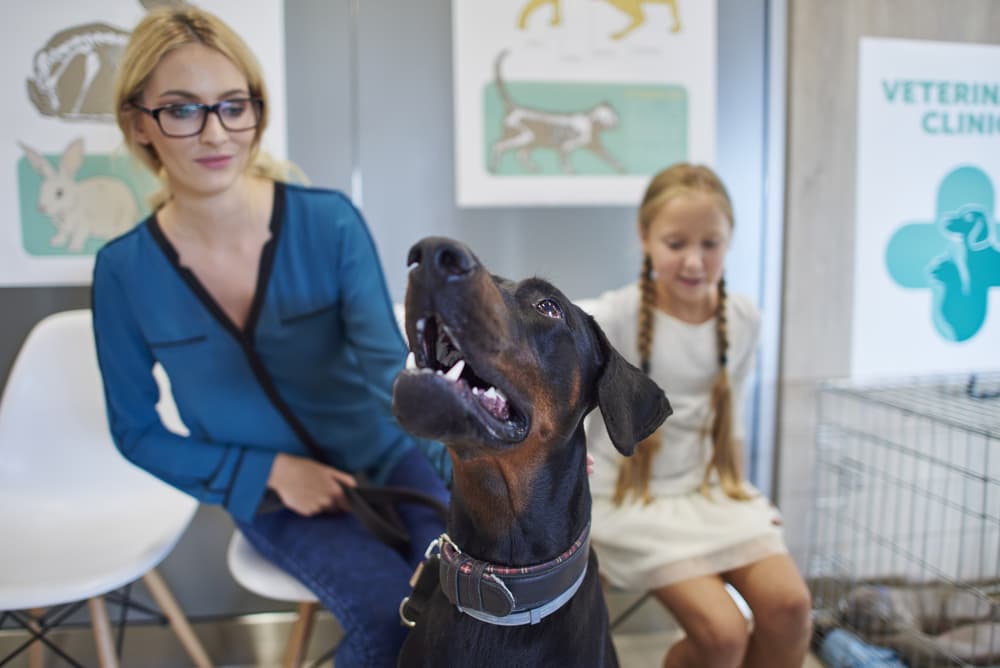 Doberman at the vet