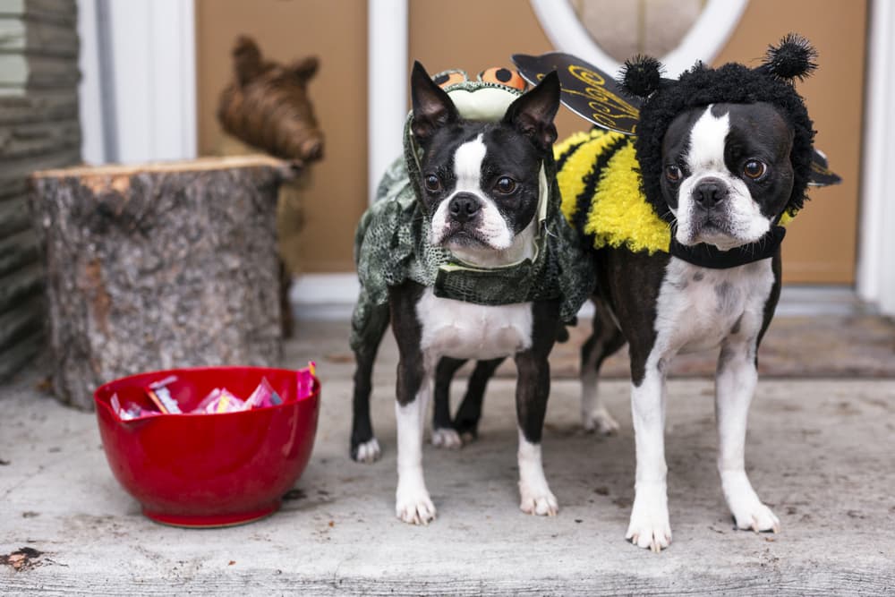 Two dogs in Halloween costumes next to candy