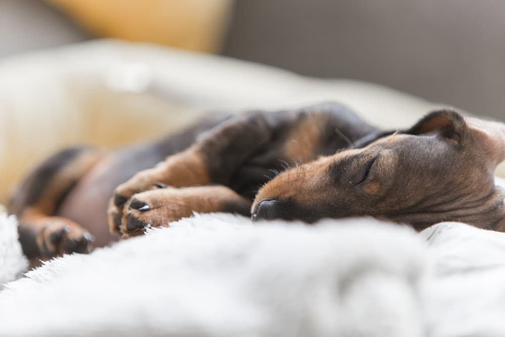 Sleeping Dachshund puppy