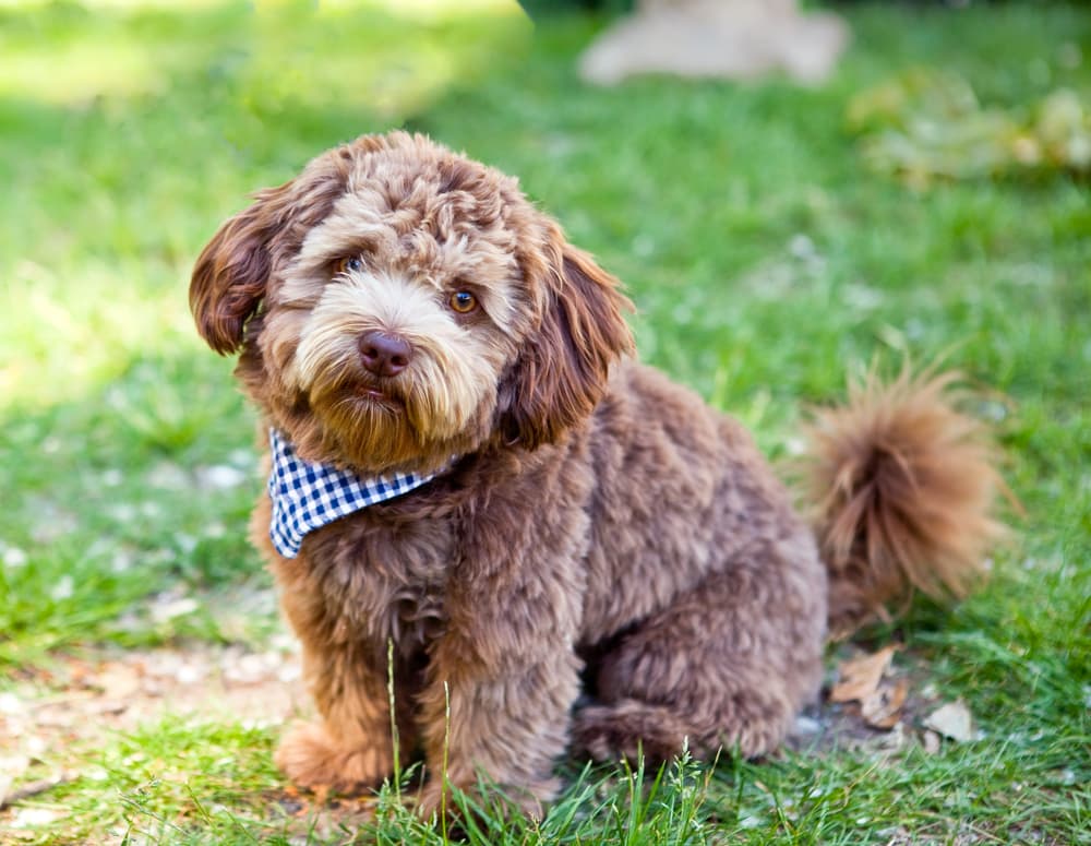 Schnoodle dog with bandana